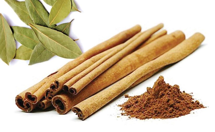 Cinnamon : औषधीय फसल दालचीनी की खेती