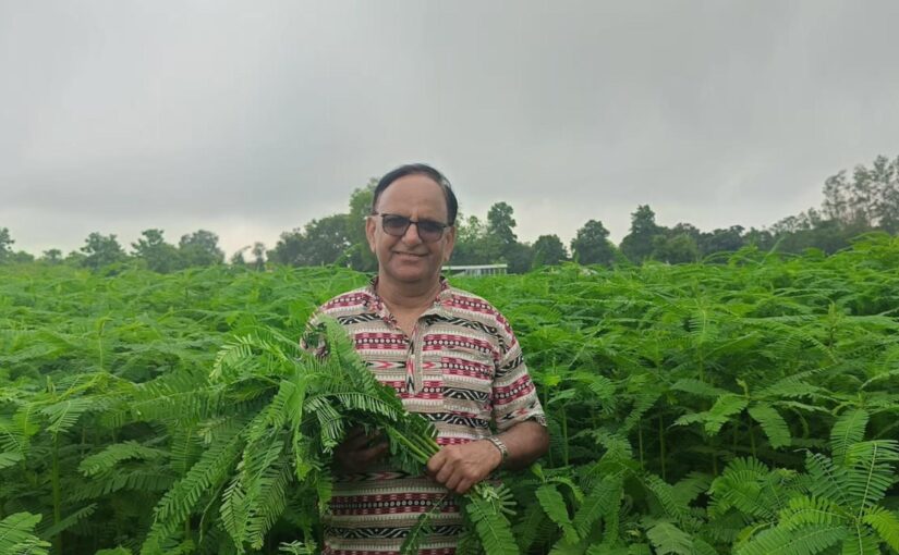 Dhaincha : ढैंचा की डीएच-1 किस्म का बढ़ रहा दायरा