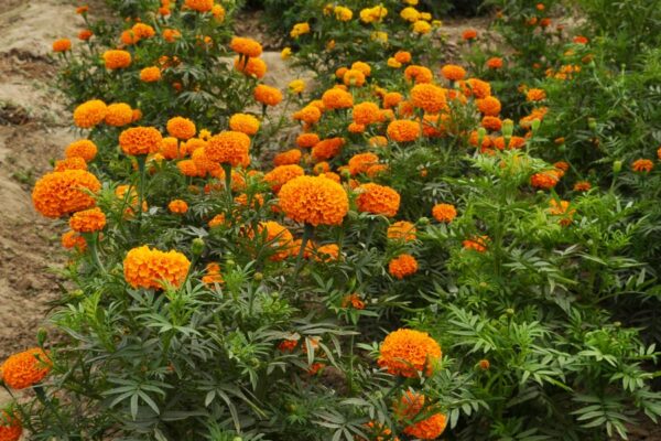 Marigold Flowers Marigold Flowers