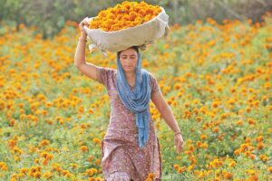 Marigold Flowers : मालदार बनाए गेंदा फूल