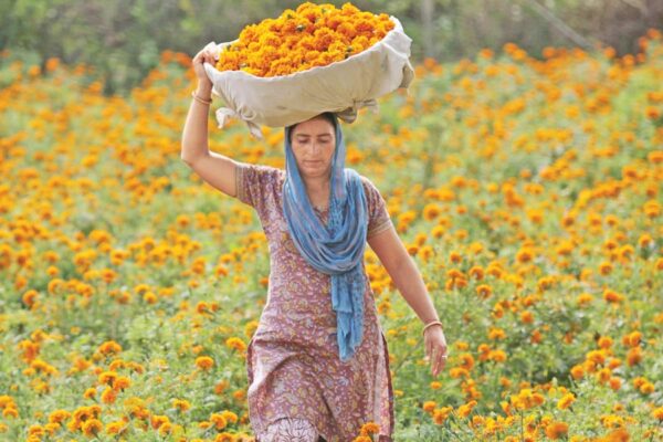 Marigold Flowers : मालदार बनाए गेंदा फूल