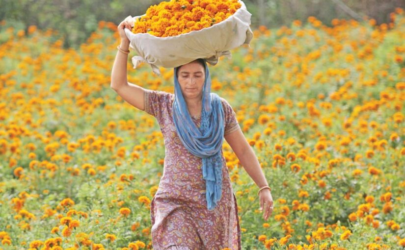 Marigold Flowers : मालदार बनाए गेंदा फूल