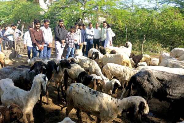 Animal Health Camp : गांव तांत्या में पशु स्वास्थ्य शिविर