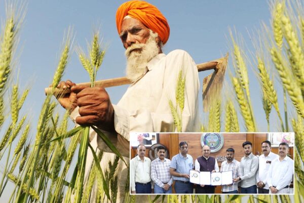WH 1402 :  गेहूं किस्म डब्ल्यूएच 1402 की पहुंच अब अधिक किसानों तक
