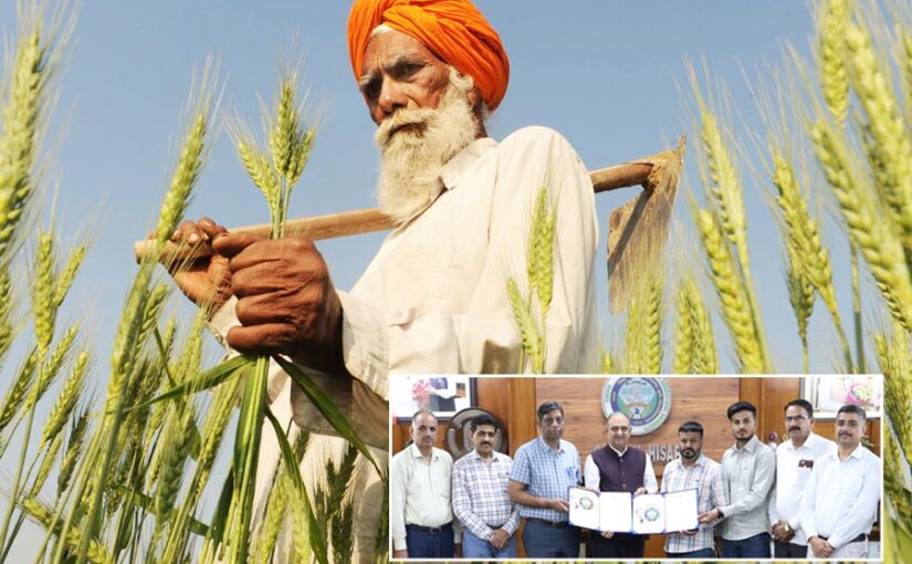WH 1402 :  गेहूं किस्म डब्ल्यूएच 1402 की पहुंच अब अधिक किसानों तक