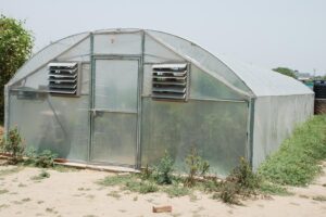 Greenhouse : ग्रीन हाउस में साल भर करें खीरे की खेती