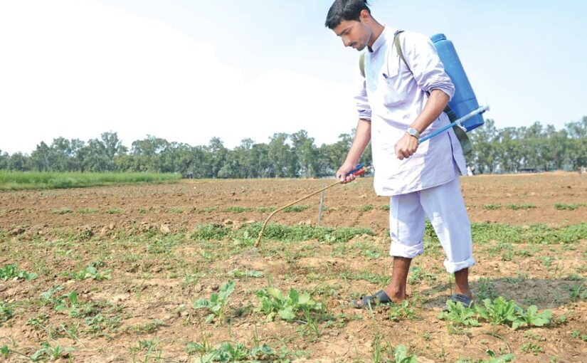 Pesticides : फलसब्जियों में जहर कीटनाशकों का कहर