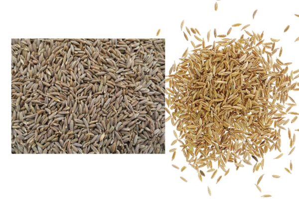 Cumin : जीरे का जैविक बीज उत्पादन