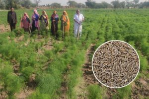 Cumin : जीरे की फसल में चरमा रोग का खतरा
