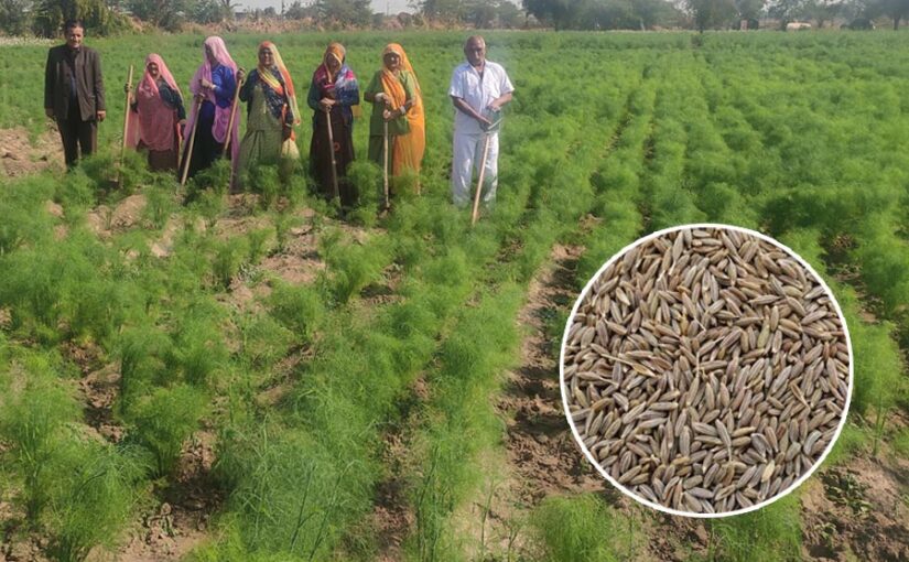 Cumin : जीरे की फसल में चरमा रोग का खतरा