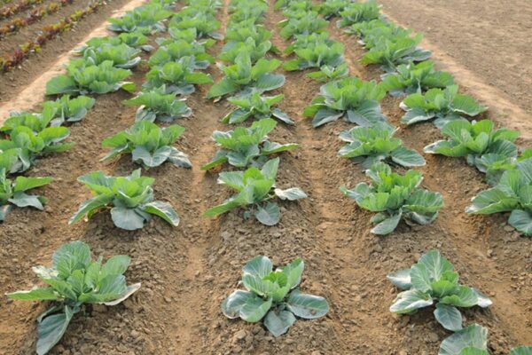 Vegetable Nursery Vegetable Nursery