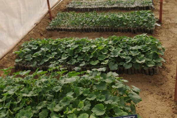 Vegetable Nursery Vegetable Nursery