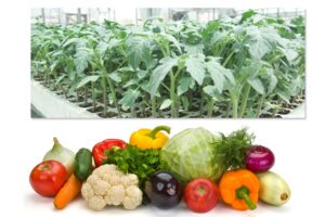 Vegetable Nursery : सब्जियों की पौध कैसे तैयार करें