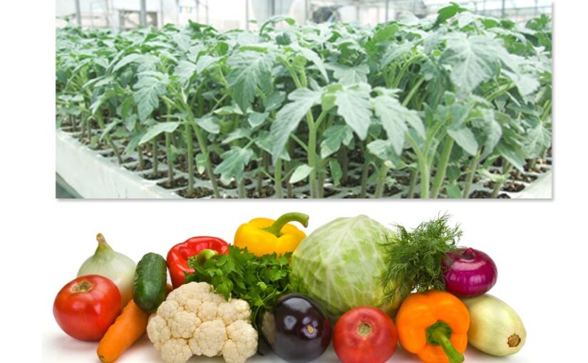 Vegetable Nursery : सब्जियों की पौध कैसे तैयार करें