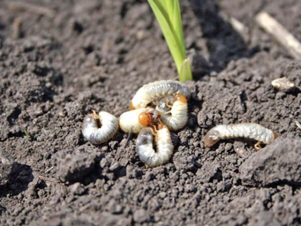 Kurmula Insect  :  कुरमुला कीट फसल को करे तबाह