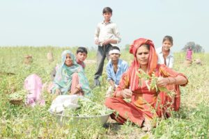 Peas : मटर की फसल में एकीकृत कीट प्रबंधन