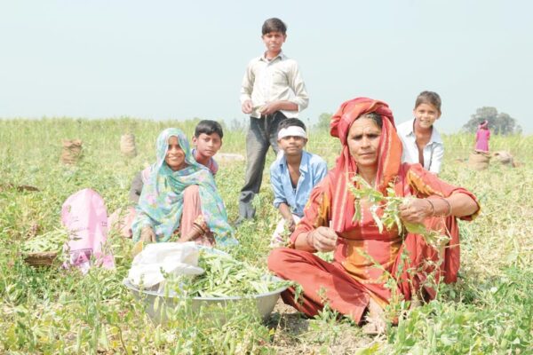 Peas : मटर की फसल में एकीकृत कीट प्रबंधन