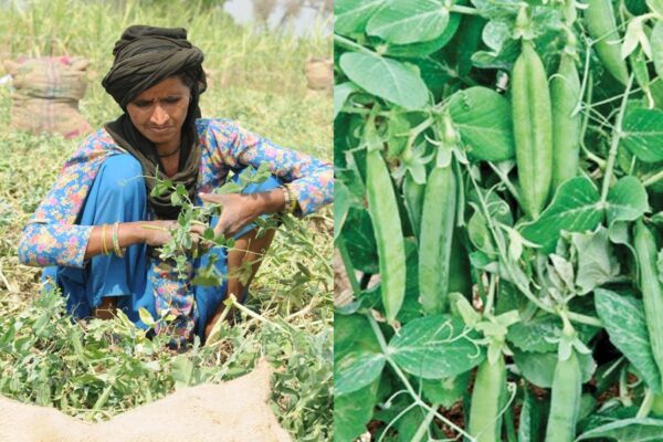 Peas : मटर की खास किस्म पूसा प्रगति