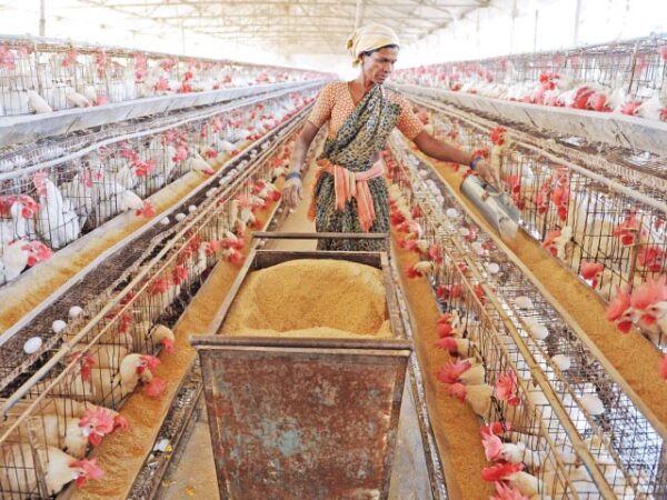 Poultry Farming : सुरंग में मुरगीपालन फायदे का सौदा