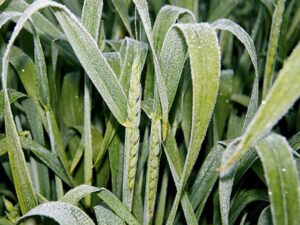 Frost : सर्दी के मौसम में फसलों को पाले से कैसे बचाएं