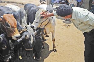 Livestock : घर पर करें मवेशियों का इलाज