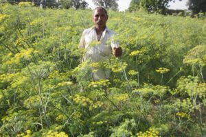 Fennel Cultivation : बढ़िया कमाई देती सौंफ की खेती