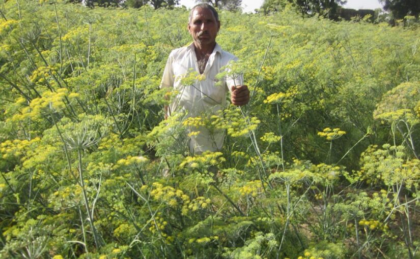 Fennel Cultivation : बढ़िया कमाई देती सौंफ की खेती
