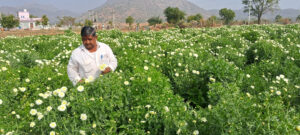 Flower Farming: फूलों की खेती से अमीर बने अजमेर के रूपचंद