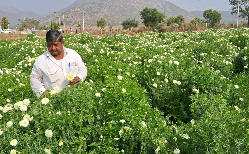 Flower Farming: फूलों की खेती से अमीर बने अजमेर के रूपचंद