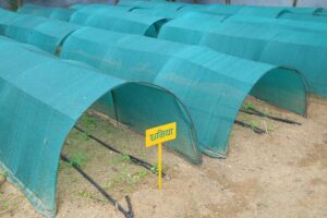 प्लास्टिक लो टनल तकनीक से उगाएं बेमौसमी सब्जियां