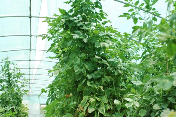 प्लास्टिक लो टनल तकनीक