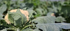 Profitable Farming : मिट्टी उगाती है ‘सफेद सोना’