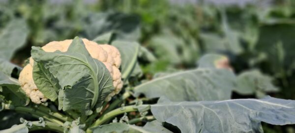 Profitable Farming : मिट्टी उगाती है ‘सफेद सोना’