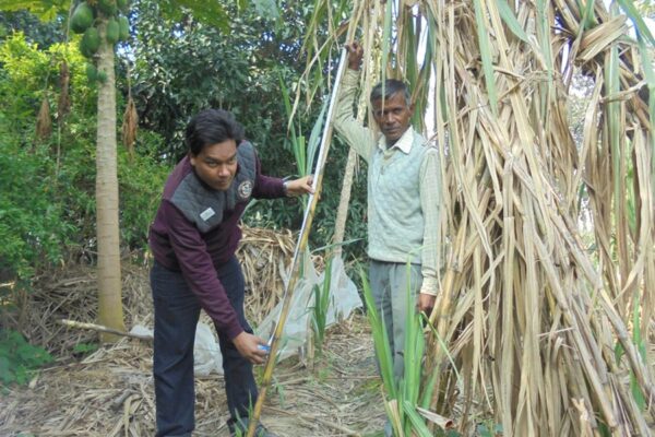 Sugarcane Variety: किसान वैज्ञानिक आज्ञाराम वर्मा ने तैयार की रोग रोधी किस्म