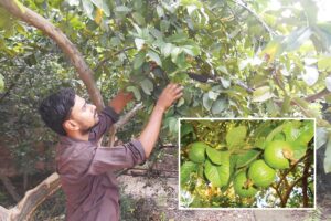 Guava Farming : पुराने अमरूद बागों से कैसे लें अच्छा उत्पादन