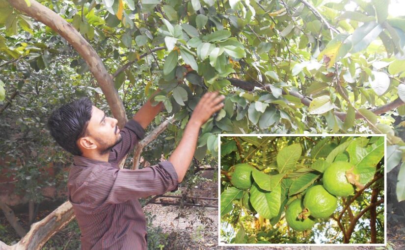 Guava Farming : पुराने अमरूद बागों से कैसे लें अच्छा उत्पादन
