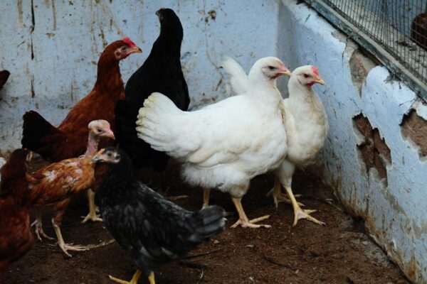 Integrated Farming System