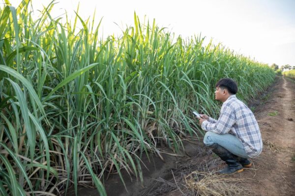 Drip Irrigation Technique