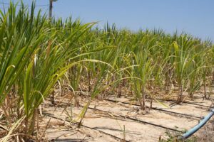 Drip Irrigation Technique