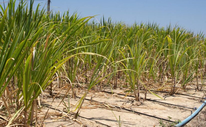 Drip Irrigation Technique: तकनीक से पाएं गन्ने की बंपर पैदावार