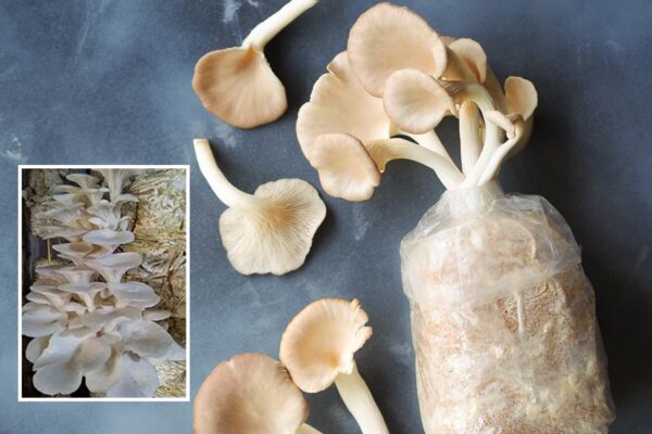 Mushroom Cultivation