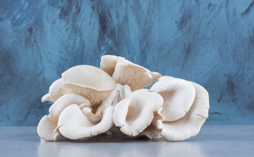 Mashroom Cultivation : घर से मशरूम का खिलता कारोबार