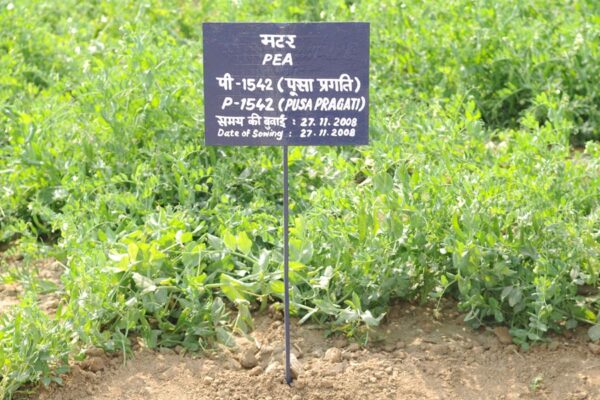 Peas : मटर की फसल समेकित रोग प्रबंधन