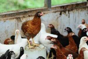 Poultry Farming: मुनाफे का कारोबार, लाख टके का रोजगार