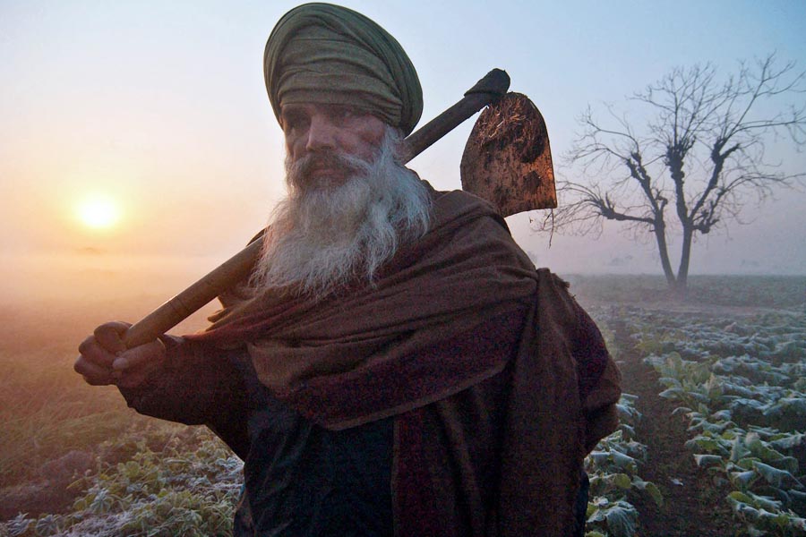 Crop Protection : पाला से किसान कैसे करें फसल सुरक्षा