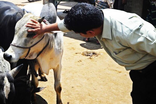First Aid Box for Animals: पशुओं का करे जरूरी उपचार
