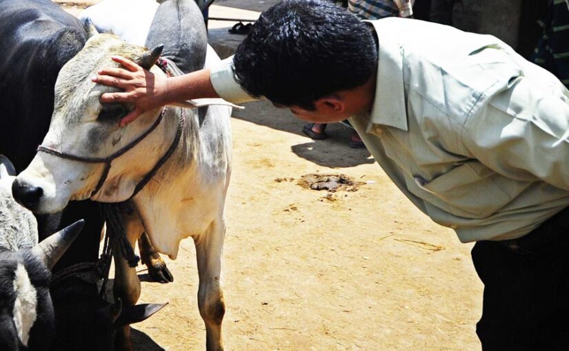 First Aid Box for Animals: पशुओं का करे जरूरी उपचार
