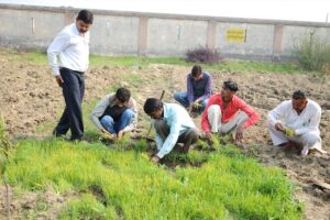 Onion : प्याज की फसल में लगने वाले कीटों की रोकथाम