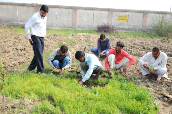 Onion : प्याज की फसल में लगने वाले कीटों की रोकथाम