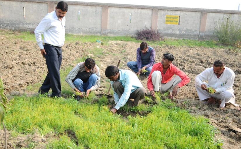 Onion : प्याज की फसल में लगने वाले कीटों की रोकथाम